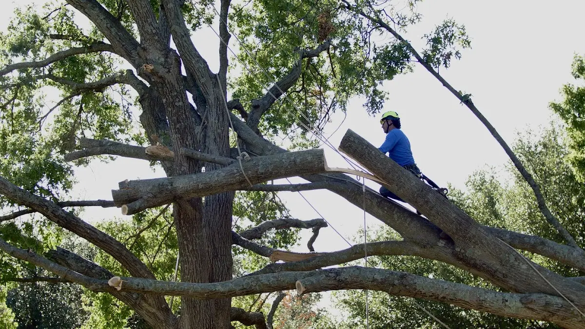 Professional Hazardous Tree Removal performed by certified arborists in Roanoke